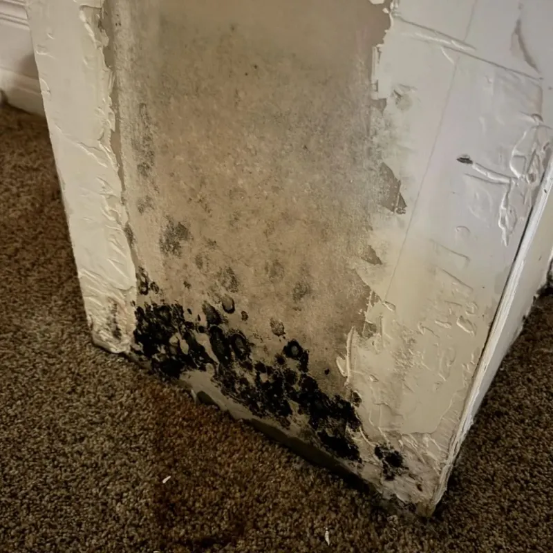 Professional Mold Removal in South Hooksett, NH